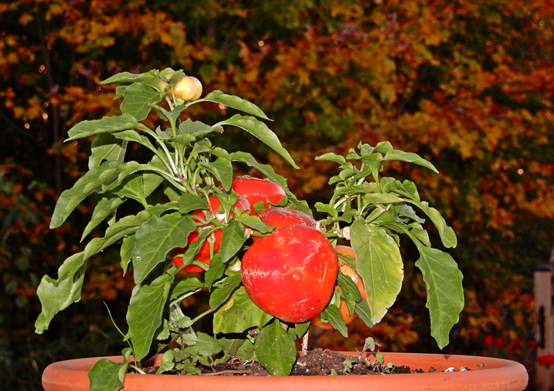 Alma Paprika