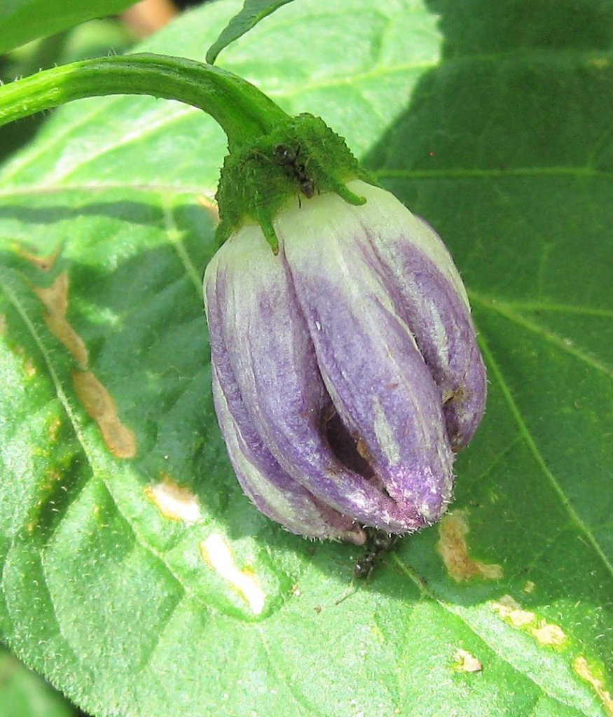 Ameisen  in Rocoto Blüte