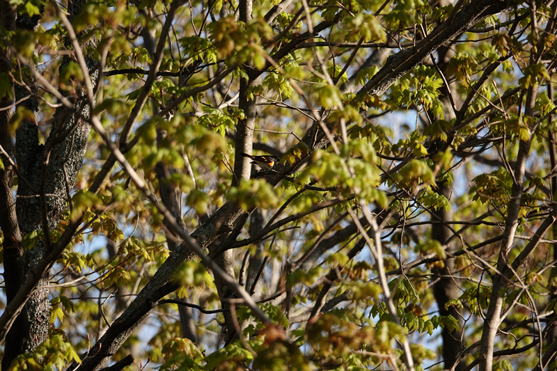 American redstart warbler / Schnäpperwaldsänger