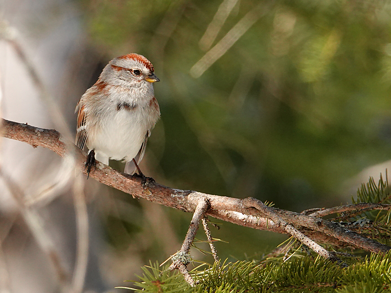 American Tree Sparrow