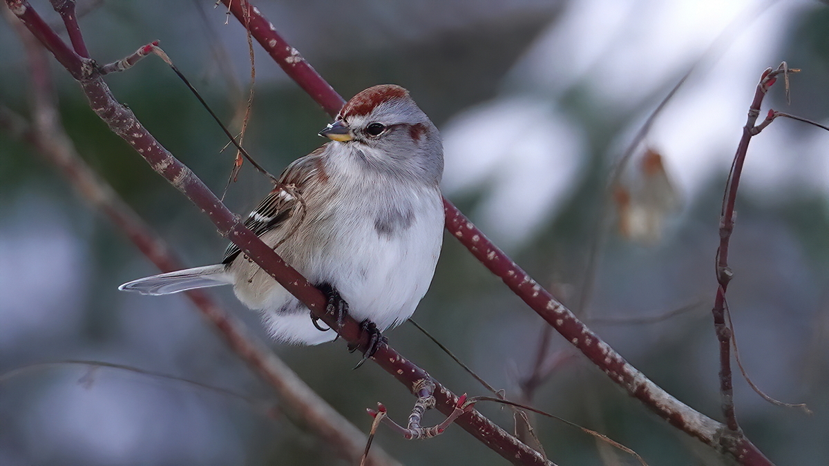 American Tree Sparrow