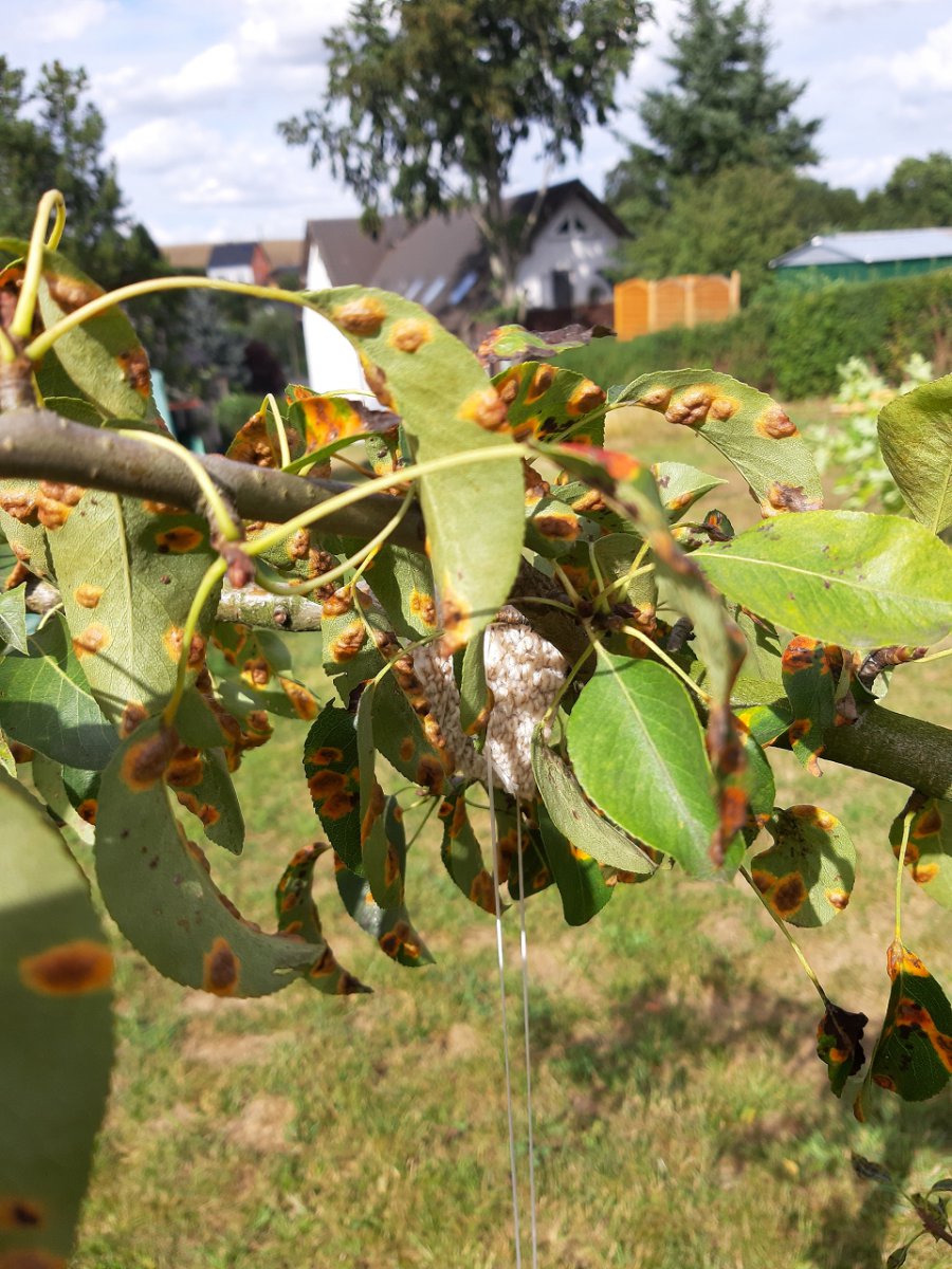 Anbinden/Gitterrost 10.8.