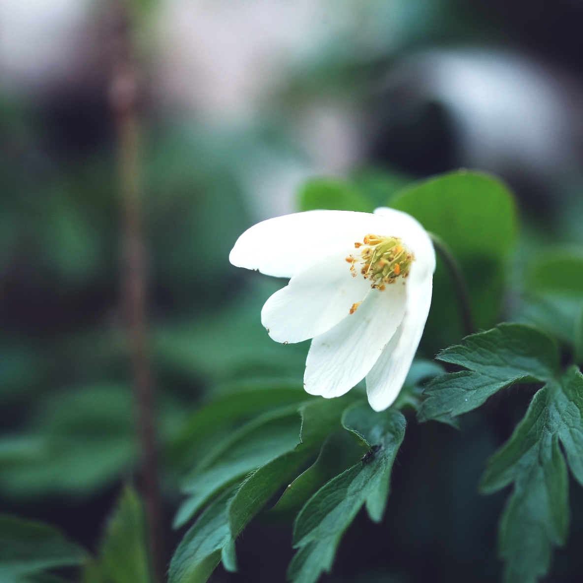 Anemone nemorosa