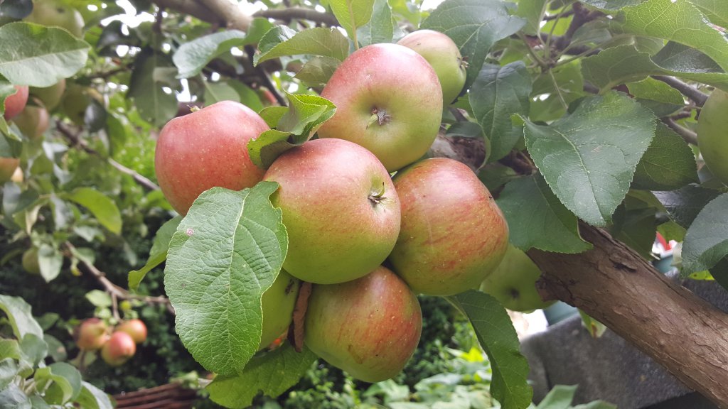 Apfel "Rosana"