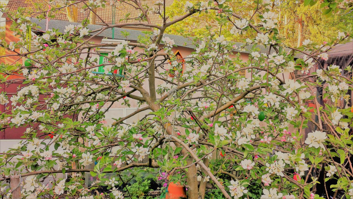 Apfelbaum Idar Red und Delicius