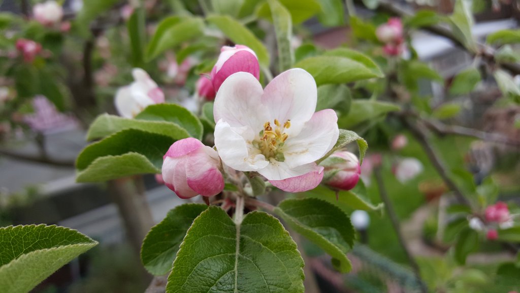 Apfelblüte "Rosana"