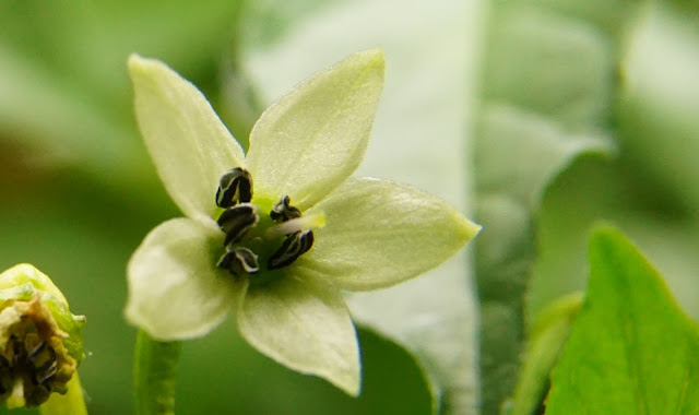 Aribibi Gusano Blüte 160705003