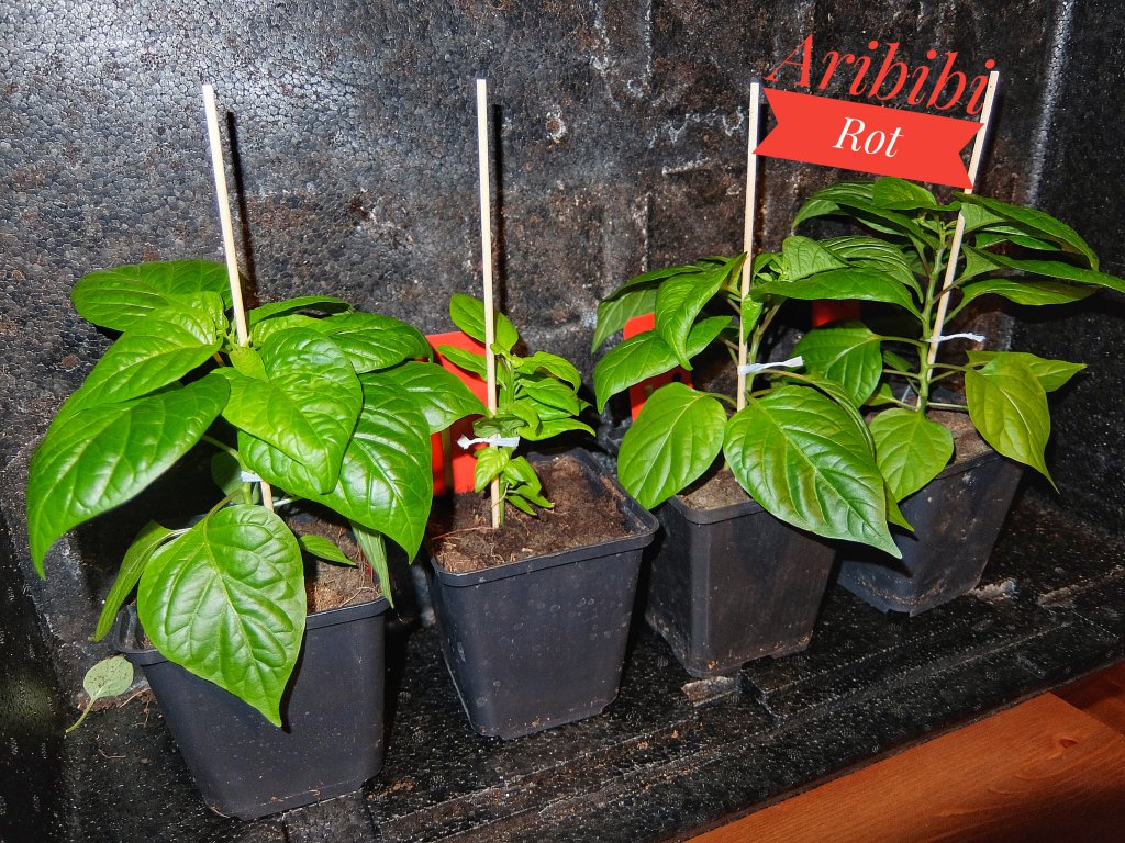 Aribibi Rot