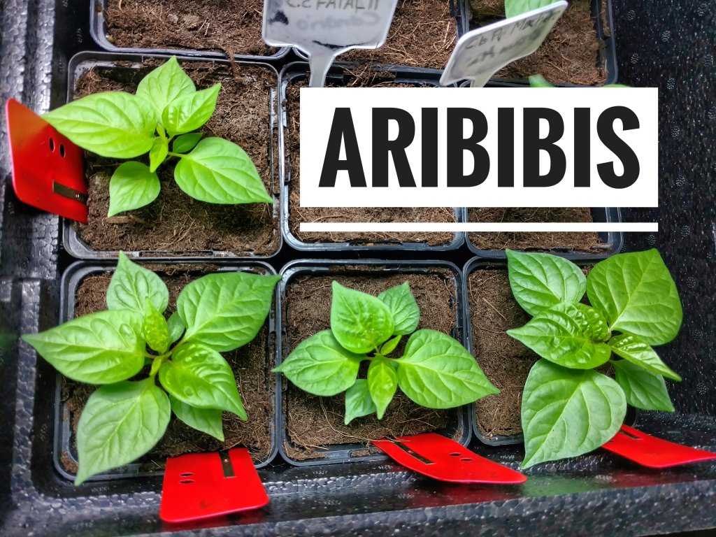 Aribibis