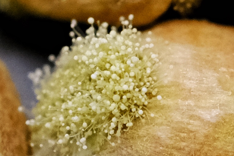 Aspergillus oryzae @ Weizen