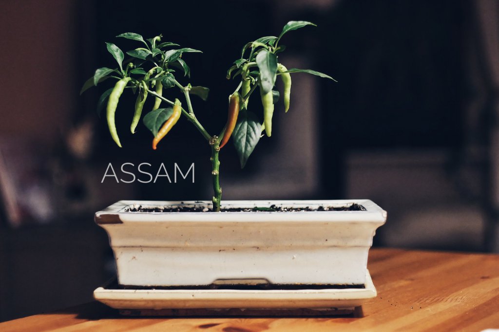 Assam Bonchi