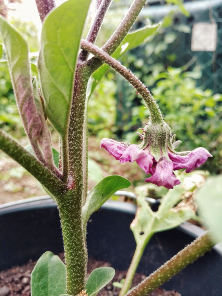 Aubergine blüht