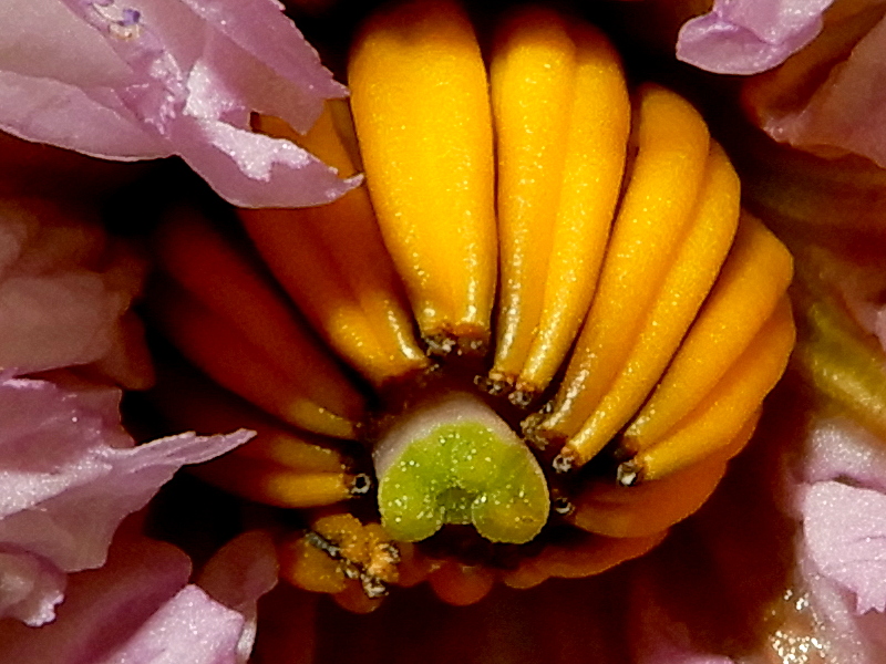Aubergine Eigenbestäubung der Blüte