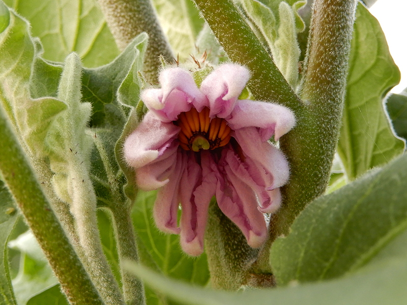 Aubergine