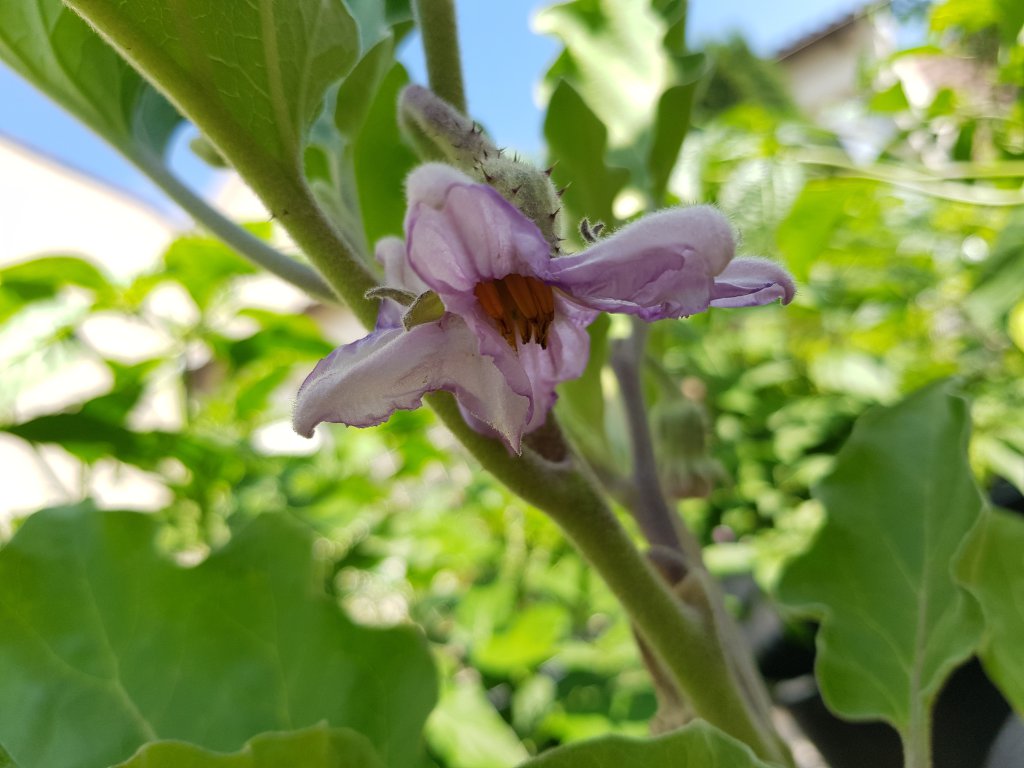 Aubergine