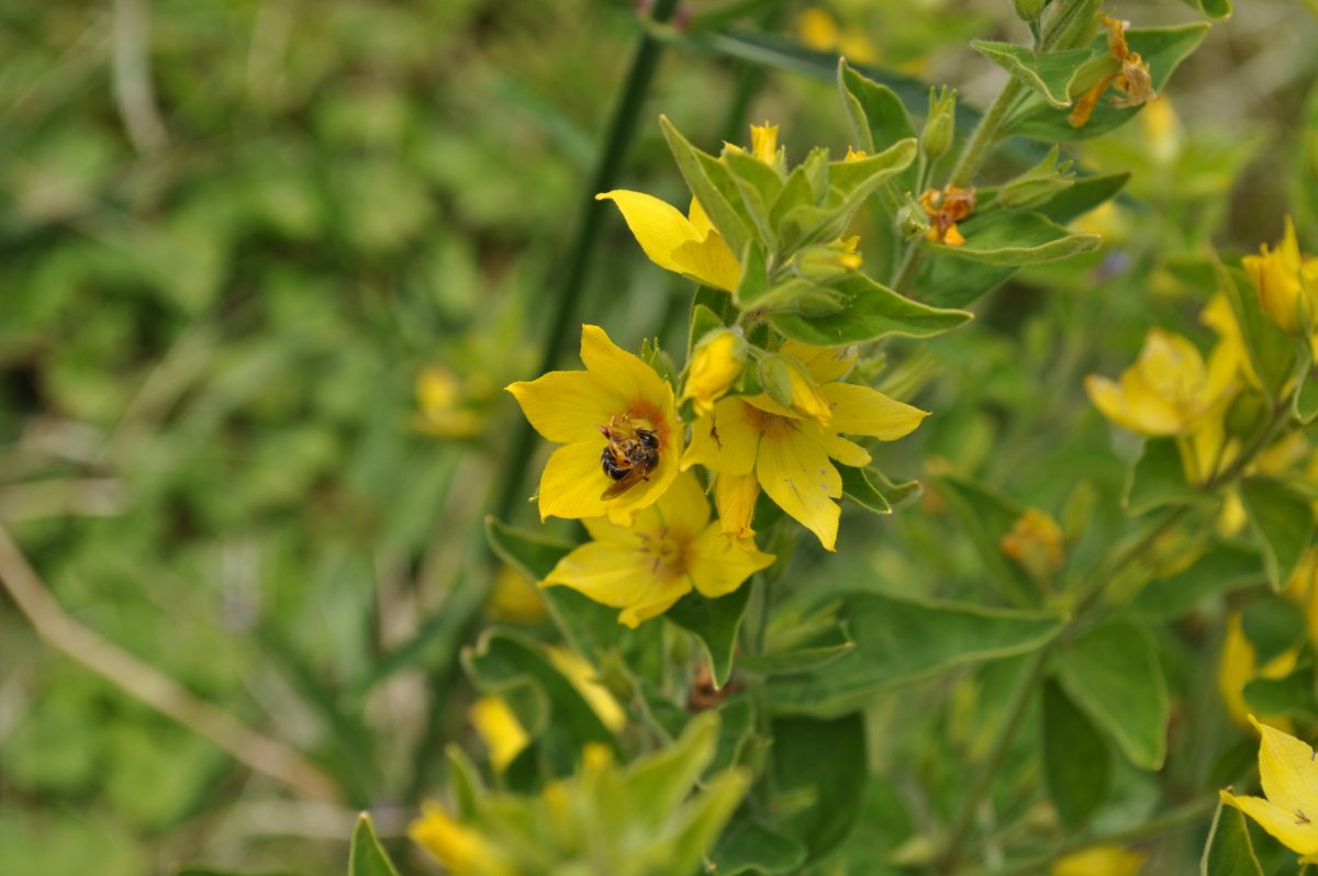 B Insektenfreude 1.jpg