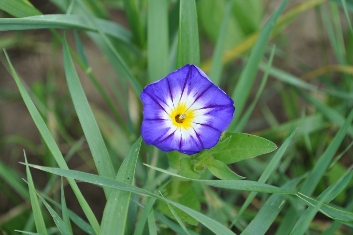 B Winde blau.jpg