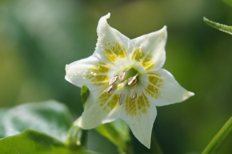 Baccatum Blüte