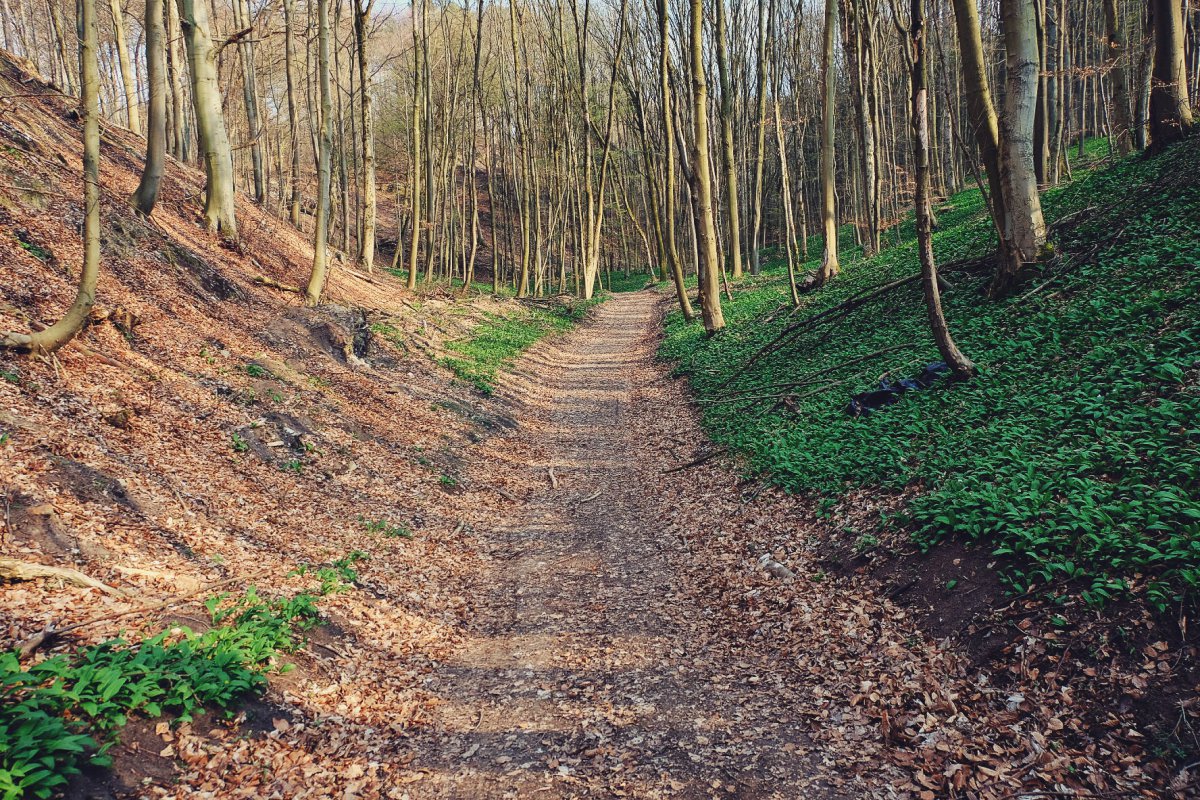 Bärlauch: Süd- vs. Nordhang (rechts)