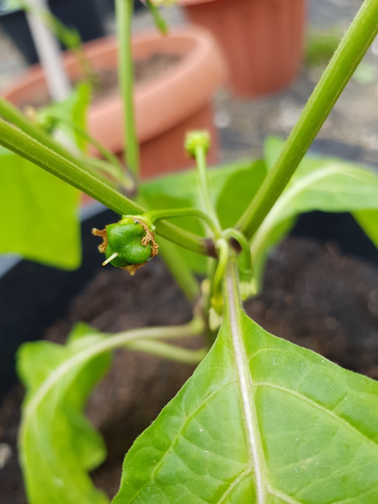 Bahamian Goat Pepper