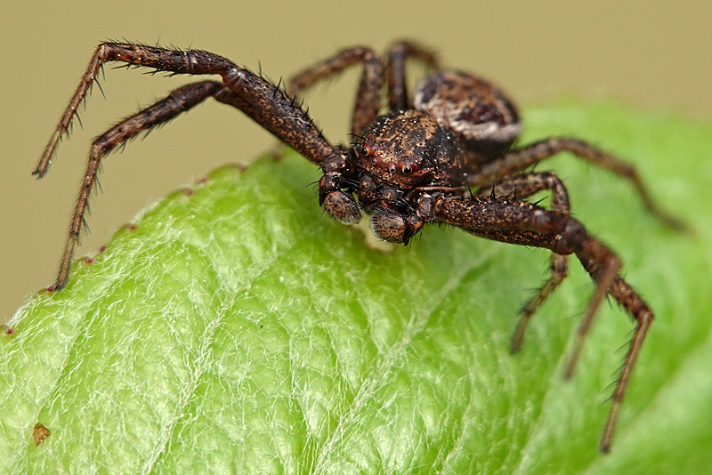 Bark Crab Spider