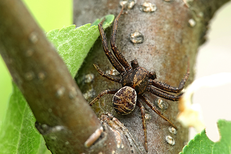 Bark Crab Spider