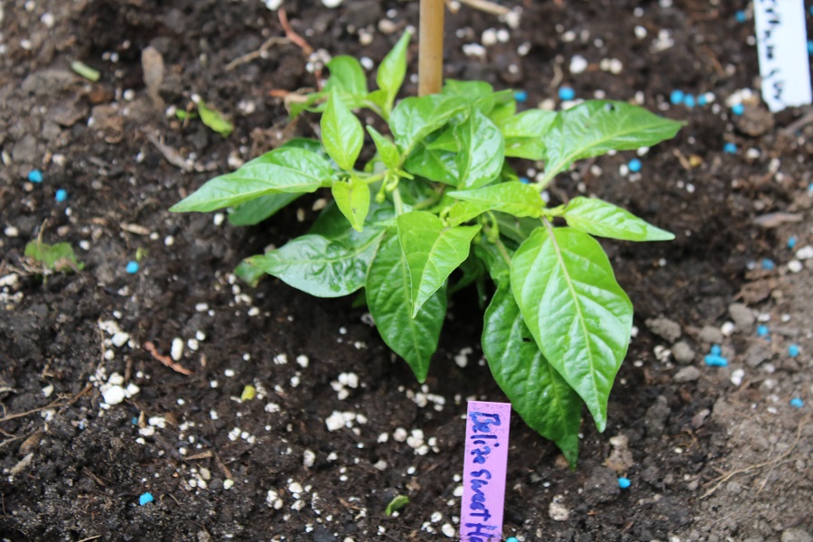 Belize sweet Habanero