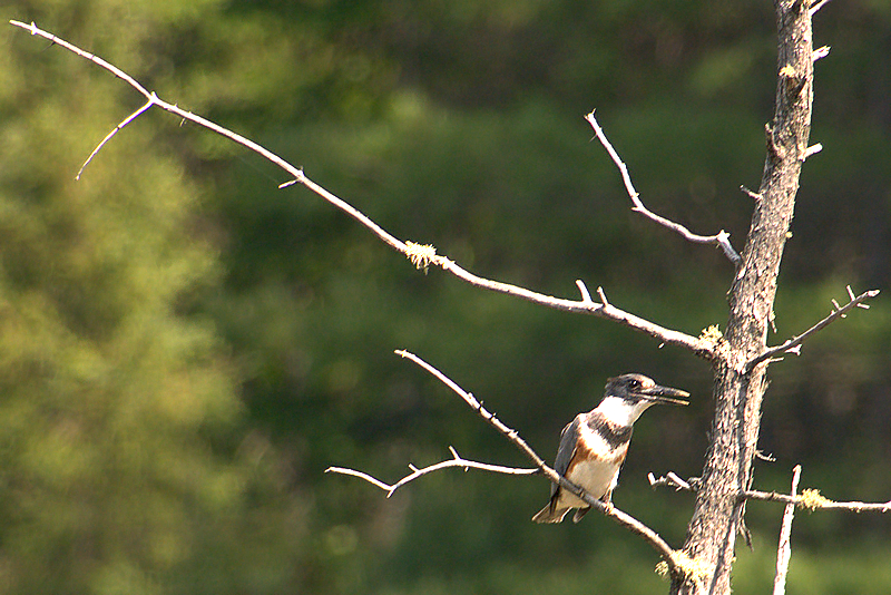 Belted Kingfisher / Gürtelfischer