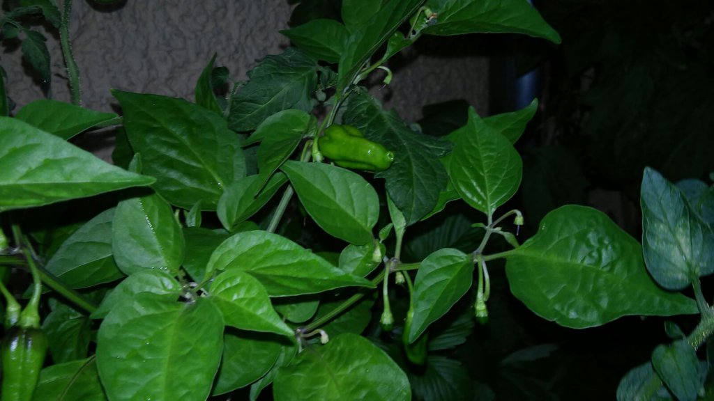 Bhut Brown