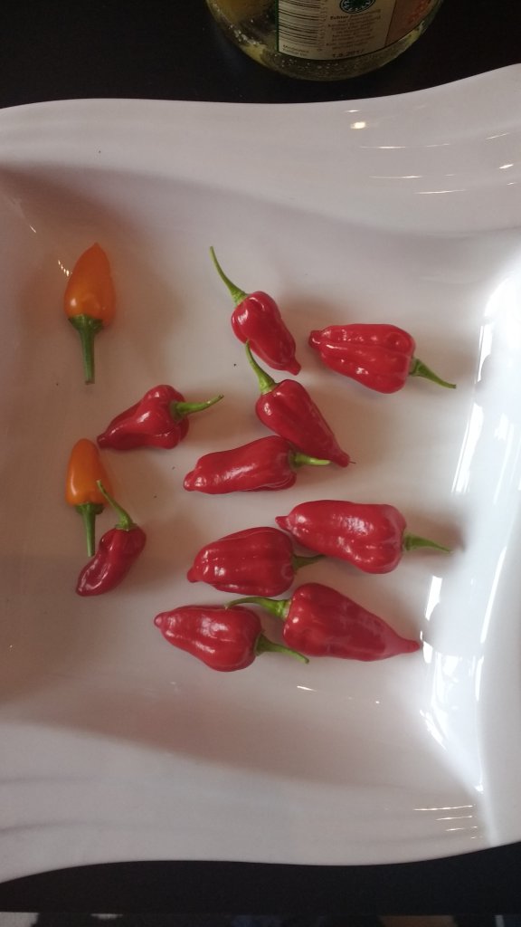 Bhut Ernte