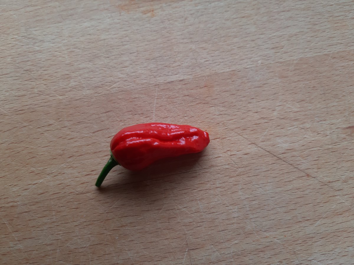 Bhut Jolokia 17.7.