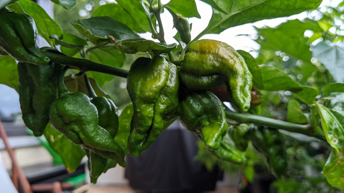 Bhut Jolokia Chocolate - Detail