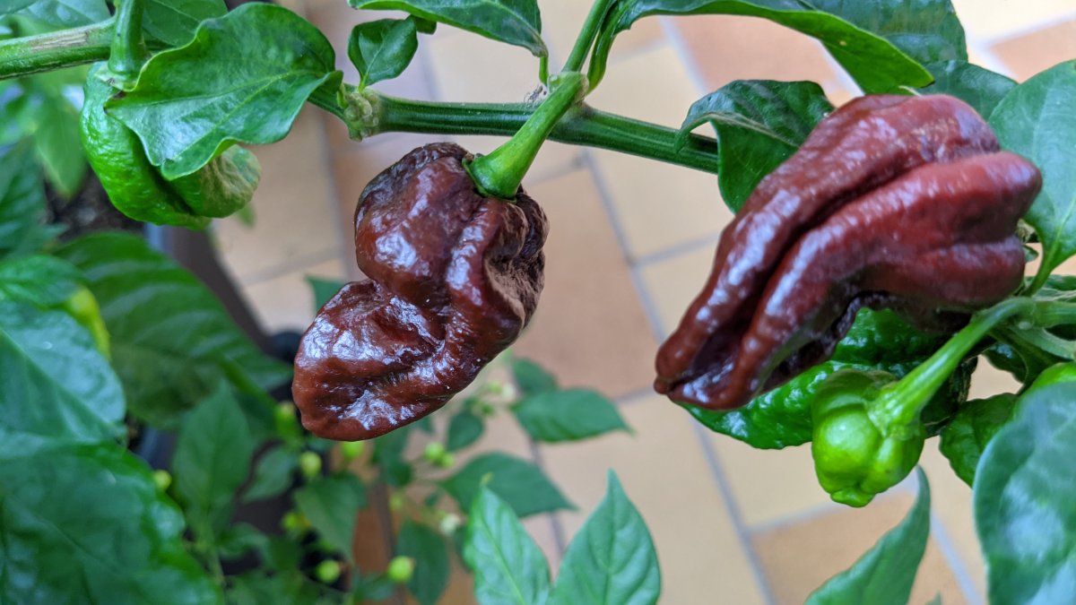 Bhut Jolokia Chocolate - Detail