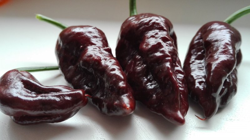 Bhut Jolokia Chocolate