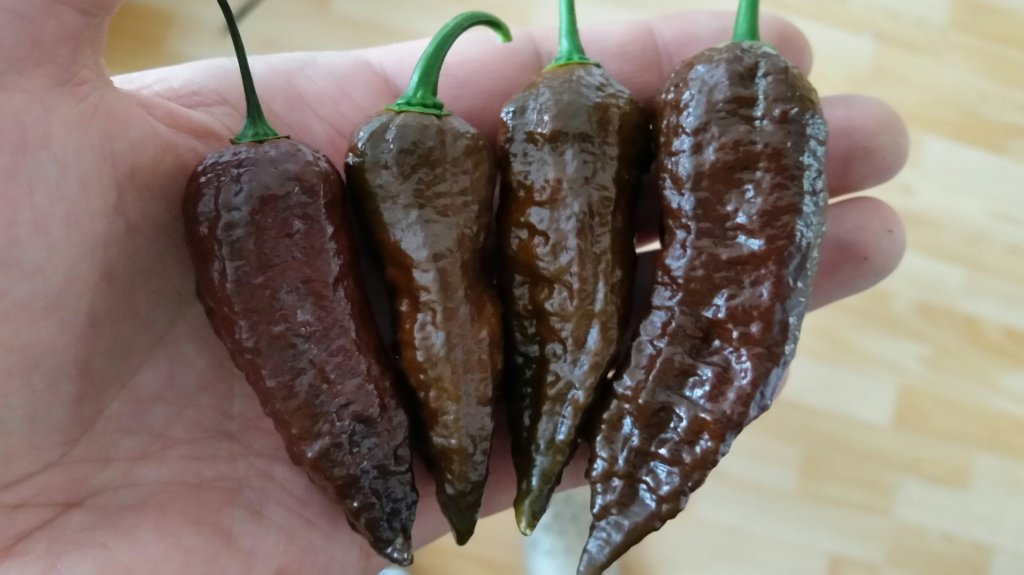 Bhut Jolokia Chocolate