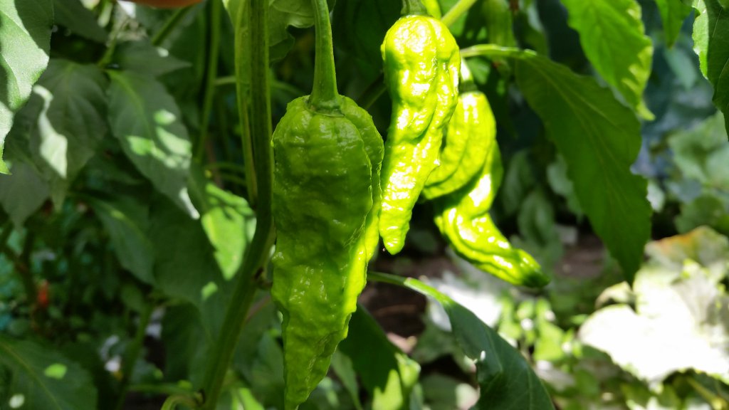 Bhut Jolokia Chocolate