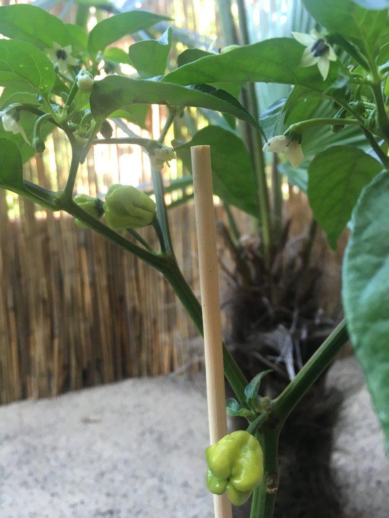 Bhut Jolokia Peach