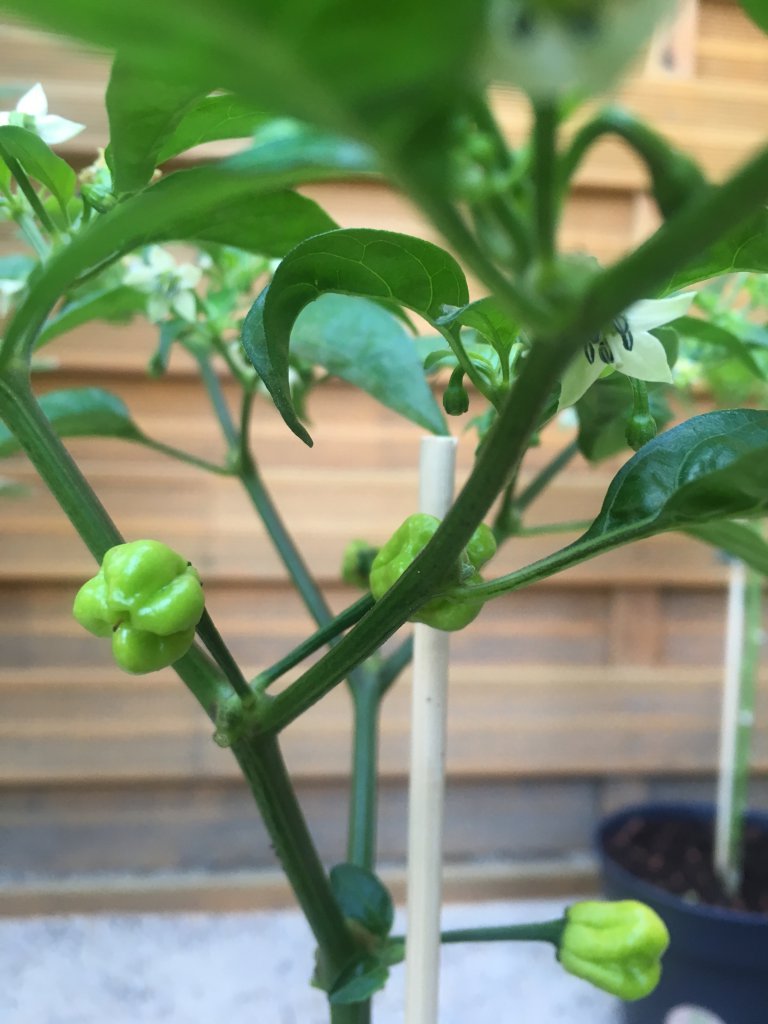 Bhut Jolokia Peach