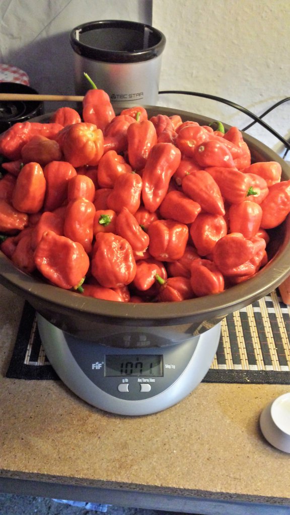 Bhut Jolokia red-7Pot Bubble Gum-Not Scorpion pink