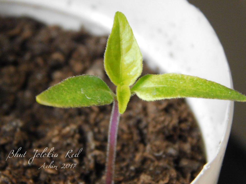 Bhut Jolokia Red