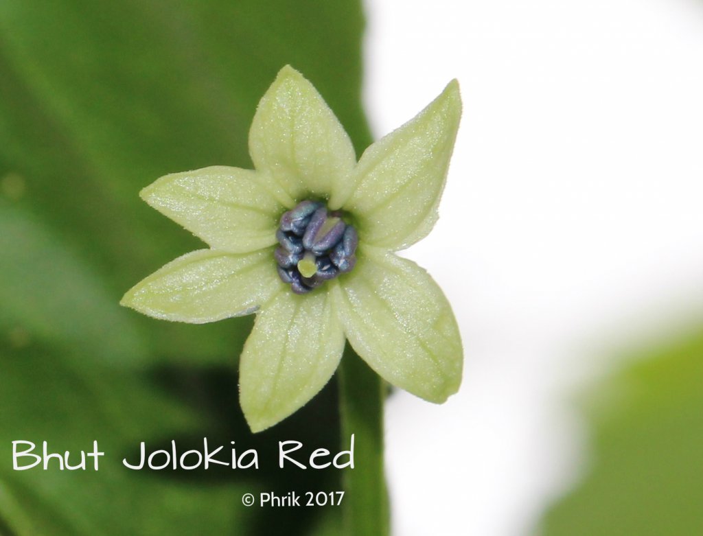 Bhut Jolokia Red