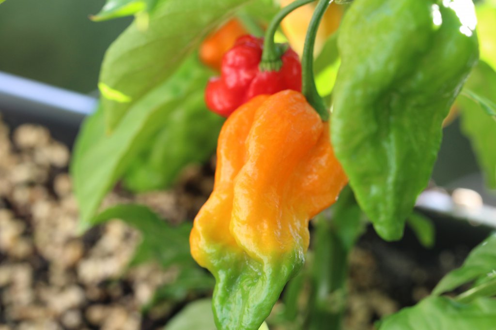 Bhut Jolokia Red