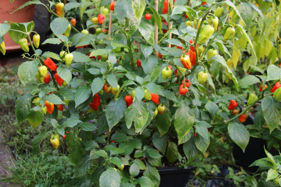 Bhut Jolokia red