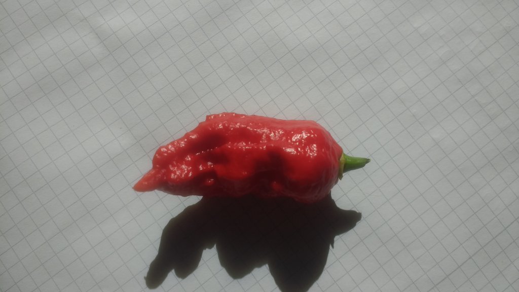 Bhut Jolokia SII