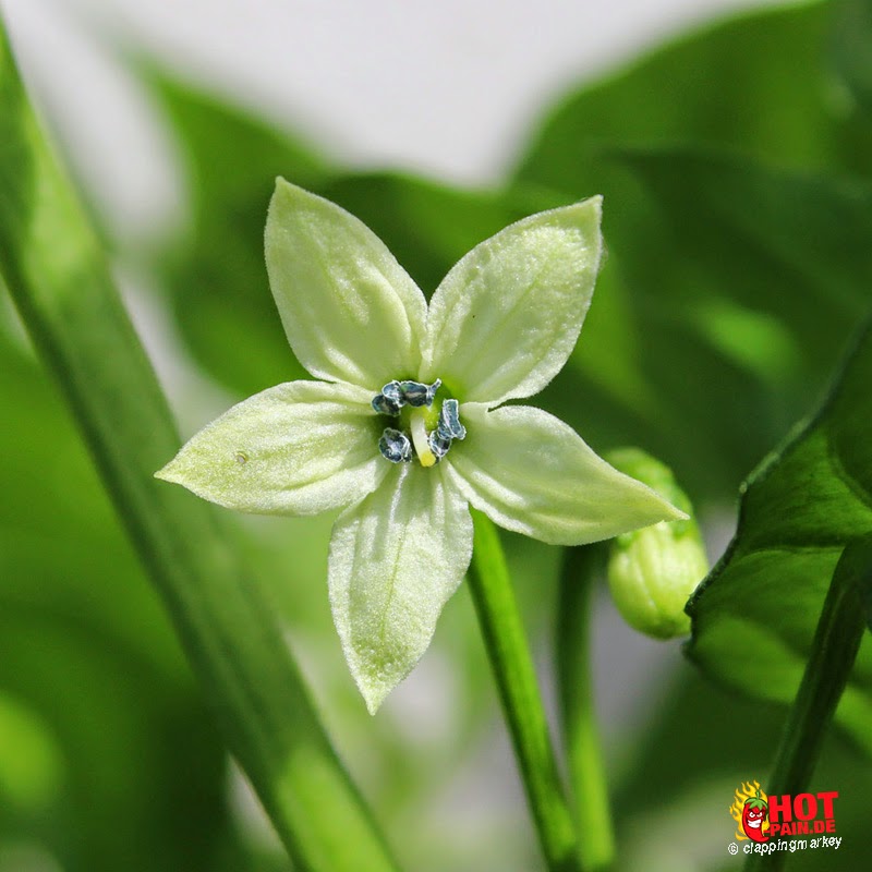 Bhut-jolokia-strain-ii_flower