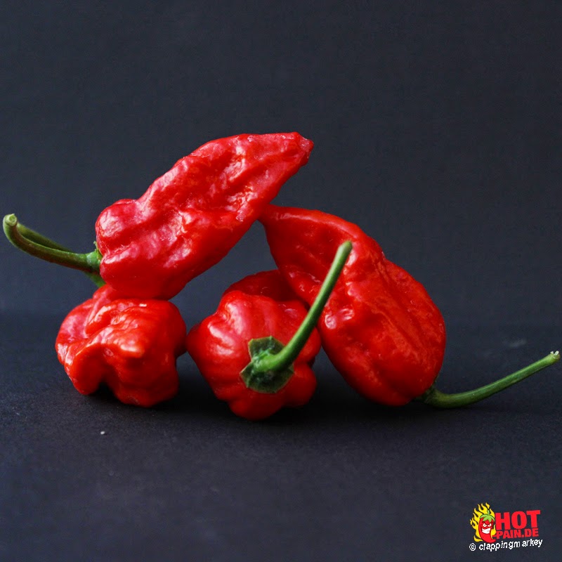 Bhut-jolokia-strain-ii_pod