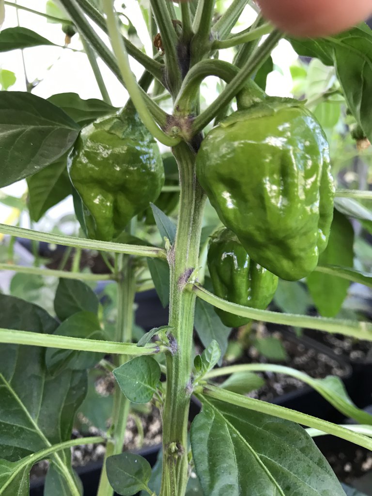 Bhut Jolokia