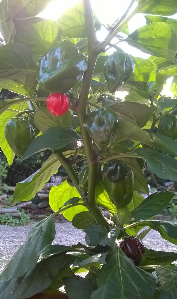 Bhut Jolokia