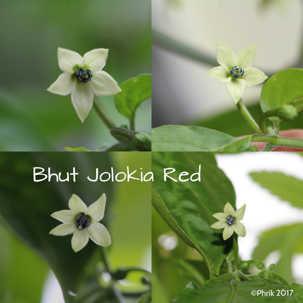 Bhut Jolokia