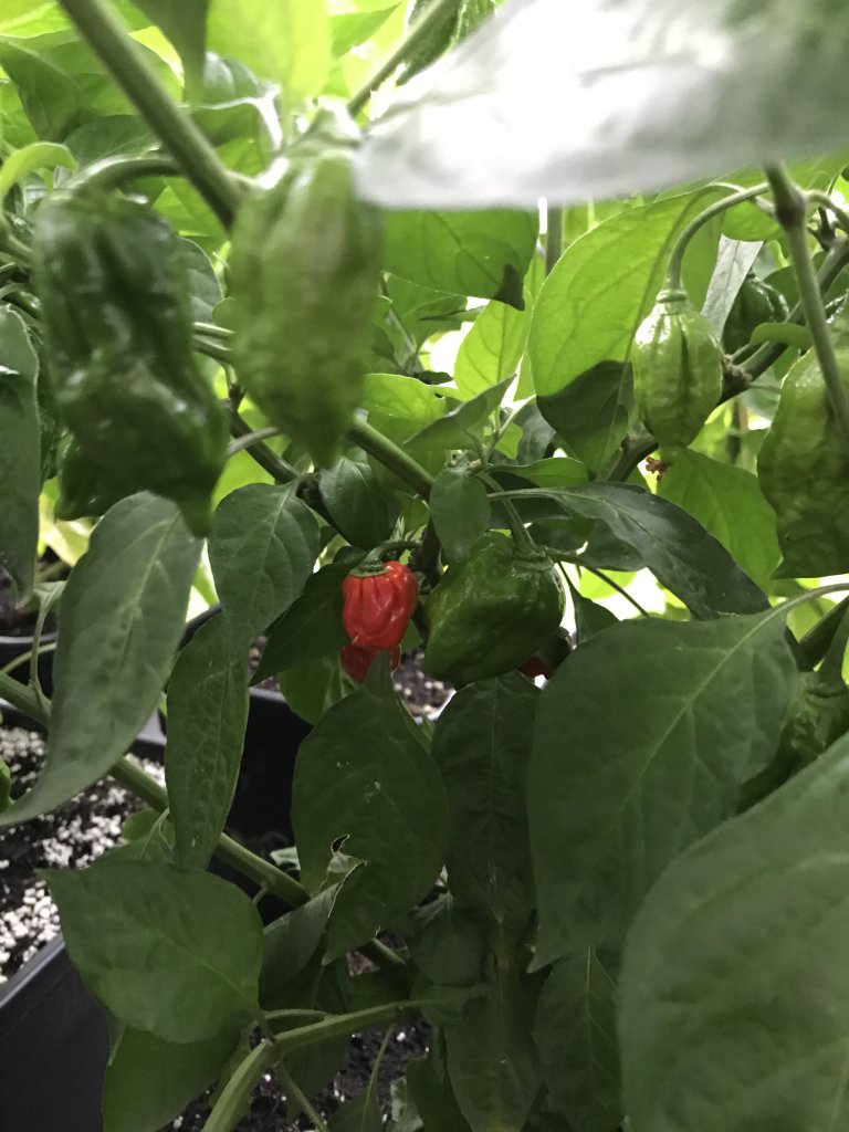 Bhut Jolokia